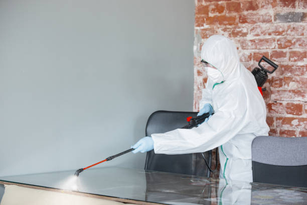  El Segundo, CA Mold Removal & Remediation Pros